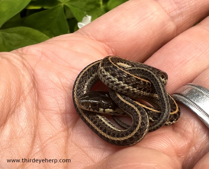 Coast Garter Snake